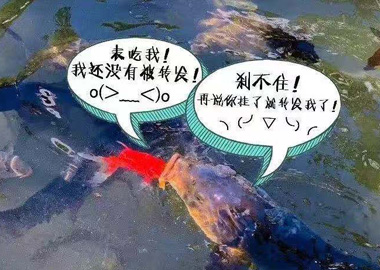 桂菀